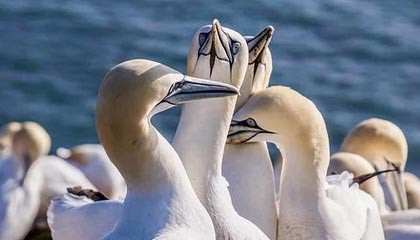 开云平台-勒沃库森鏖战那不勒斯：德利赫特一己之力彰显硬汉风采