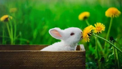 开云-日本强势秘鲁，阿尔瓦雷斯爆发神勇——足球盛宴中的绝美瞬间